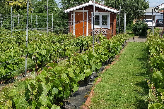 Usædvanlige ophold for 2 på Nyballe Vingård