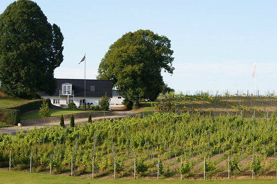Vinsmagning og tapas for 2 hos Lindely Vingård