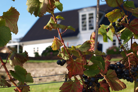 Vinsmagning og tapas for 2 hos Lindely Vingård