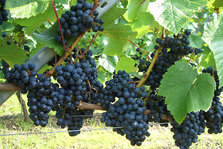 Vinsmagning og tapas for 2 hos Lindely Vingård