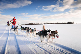 PRØV AT KØRE HUNDESLÆDE
