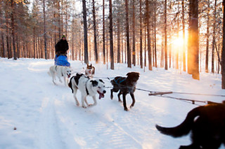 PRØV AT KØRE HUNDESLÆDE