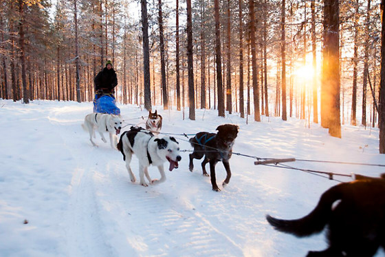 PRØV AT KØRE HUNDESLÆDE