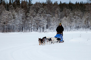 KØR HUNDESLÆDE FOR 2