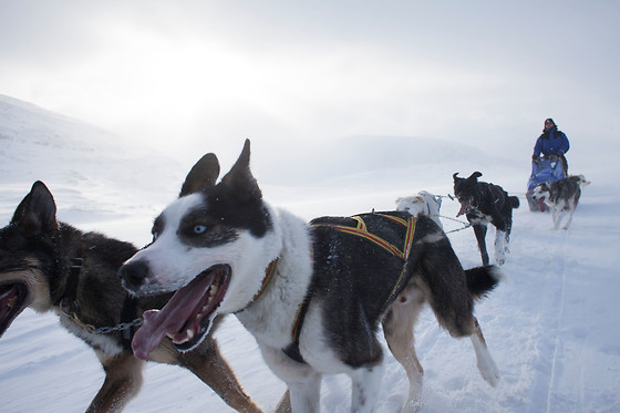 KØR HUNDESLÆDE FOR 2