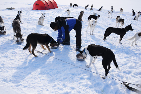KØR HUNDESLÆDE FOR 2