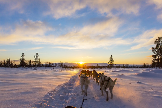 PRØV AT KØRE HUNDESLÆDE