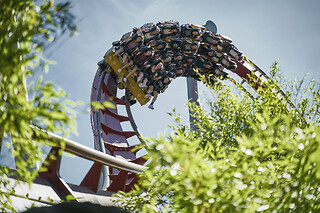 TIVOLI WILD CARD