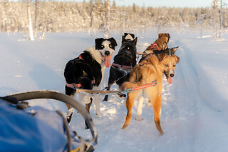 KØR HUNDESLÆDE FOR 2