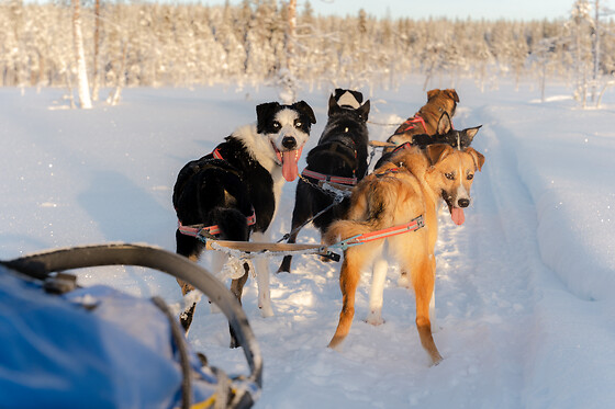 KØR HUNDESLÆDE FOR 2