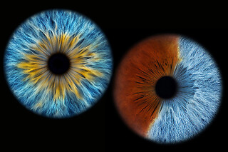 Iris foto for 1 hos Reuter Foto