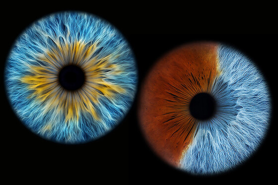 Iris foto for 1 hos Reuter Foto