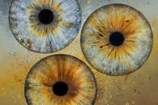 Iris foto for 1 hos Reuter Foto