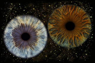 Iris foto for 1 hos Reuter Foto
