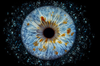 Iris foto for 1 hos Reuter Foto