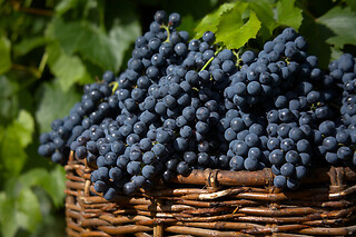 VINSMAGNING FOR 1 HOS VESTERHAVE VINGAARD