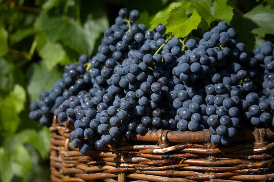 VINSMAGNING FOR 1 HOS VESTERHAVE VINGAARD