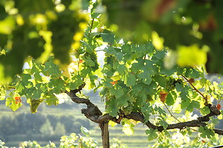 VINSMAGNING FOR 1 HOS VESTERHAVE VINGAARD