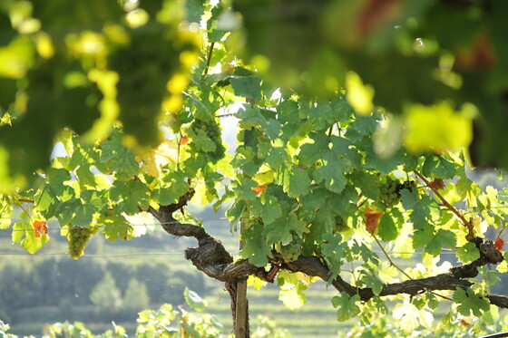 VINSMAGNING FOR 1 HOS VESTERHAVE VINGAARD