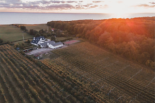 VINSMAGNING FOR 1 HOS VESTERHAVE VINGAARD