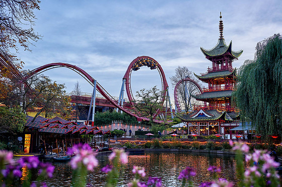 TIVOLI WILD CARD