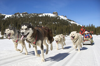 PRØV AT KØRE HUNDESLÆDE